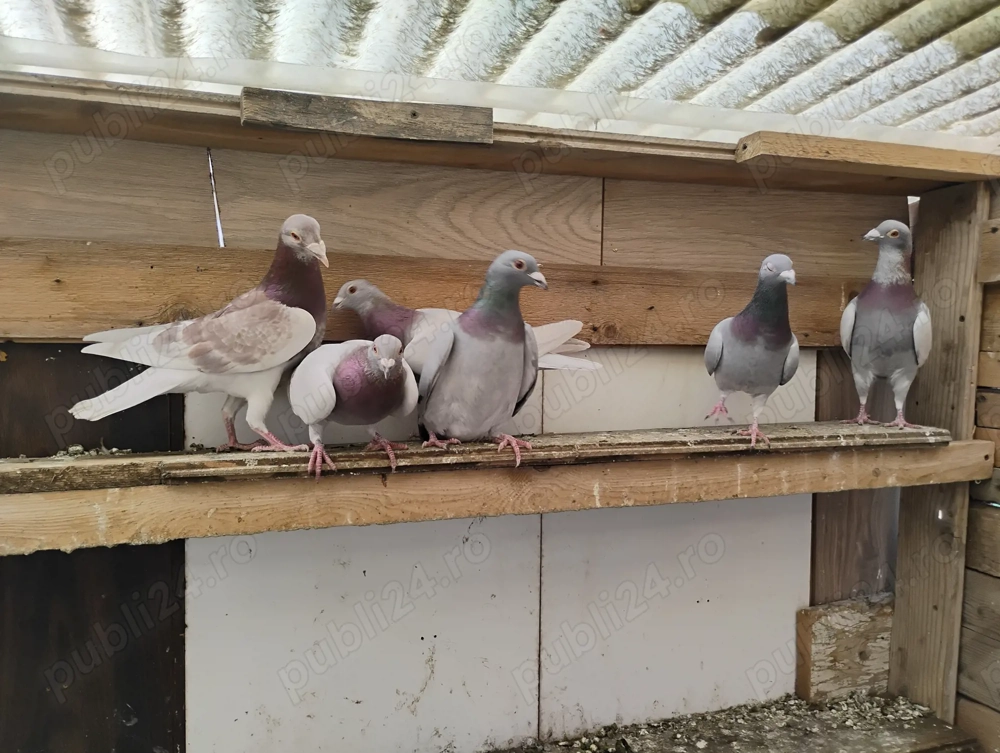 Porumbei poștași, voiajori