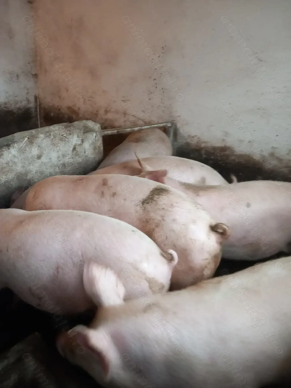 Vând porci de carne crescuți în gospodărie proprie