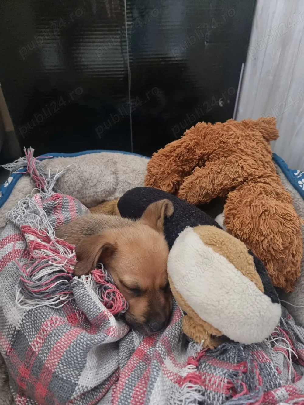 Vand catel corcitura