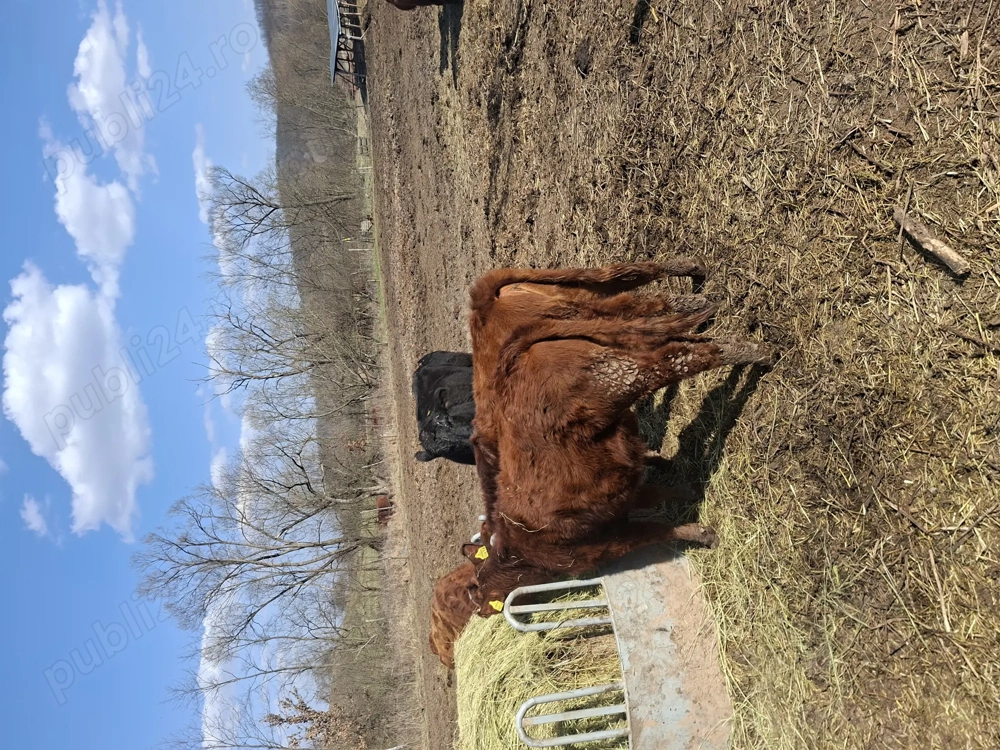 Vând 2 vițele angus 