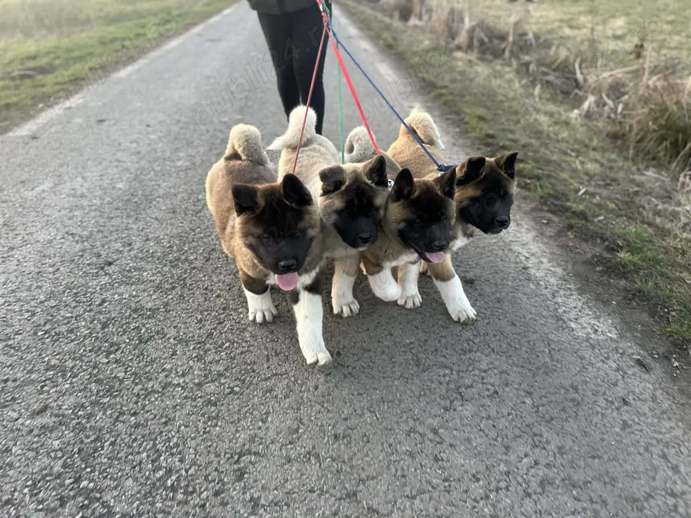 Pui akita american de 3 luni disponibil
