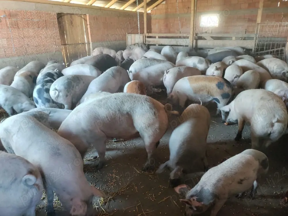 porci bio disponibil
