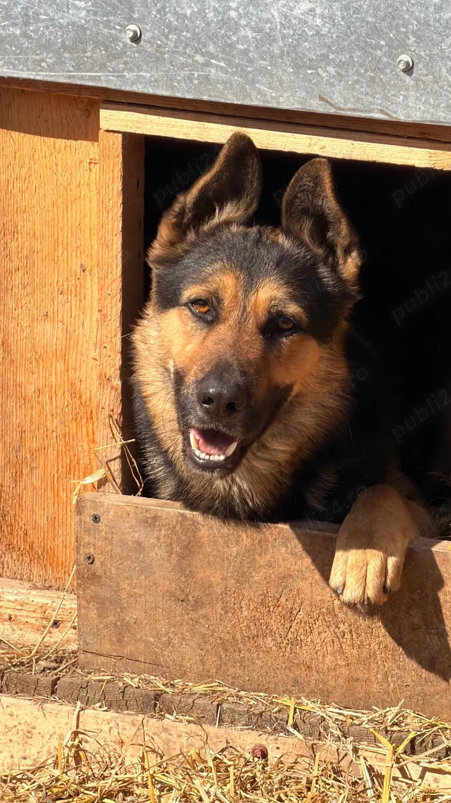 Pui Ciobănesc German