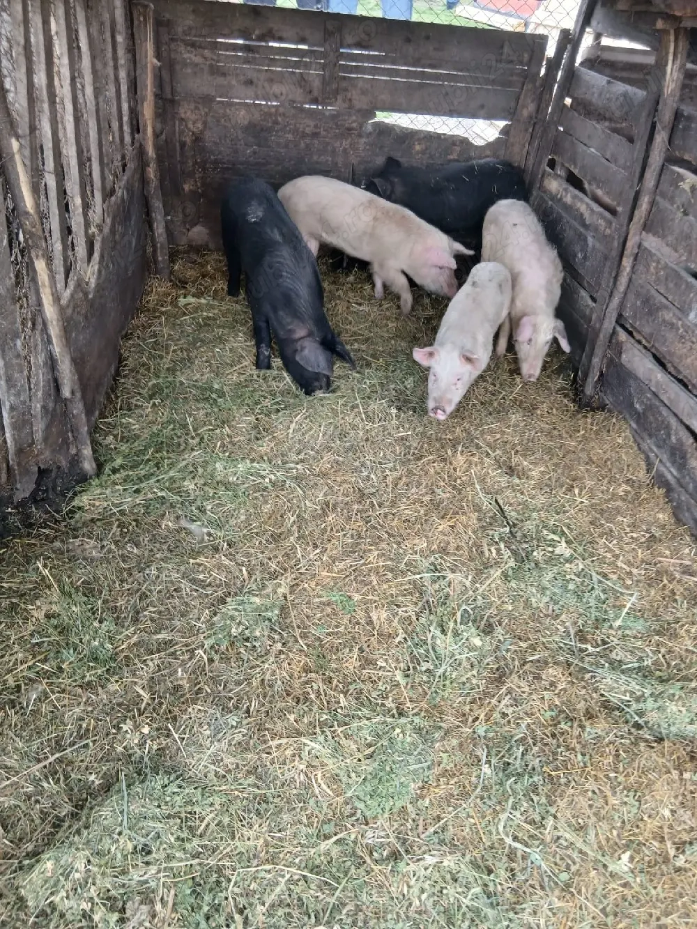 De Vânzare 5 soldani 40 45 kg unul 