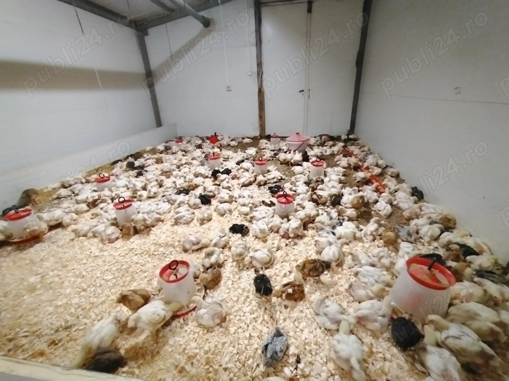 Pui de vânzare 