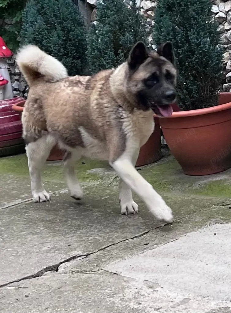 Donez Akita American 