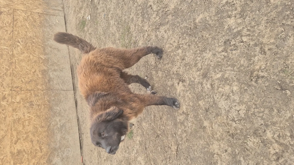 Ciobanesc românesc corb