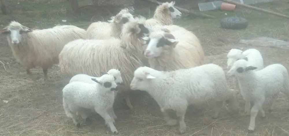 Oi de vânzare 