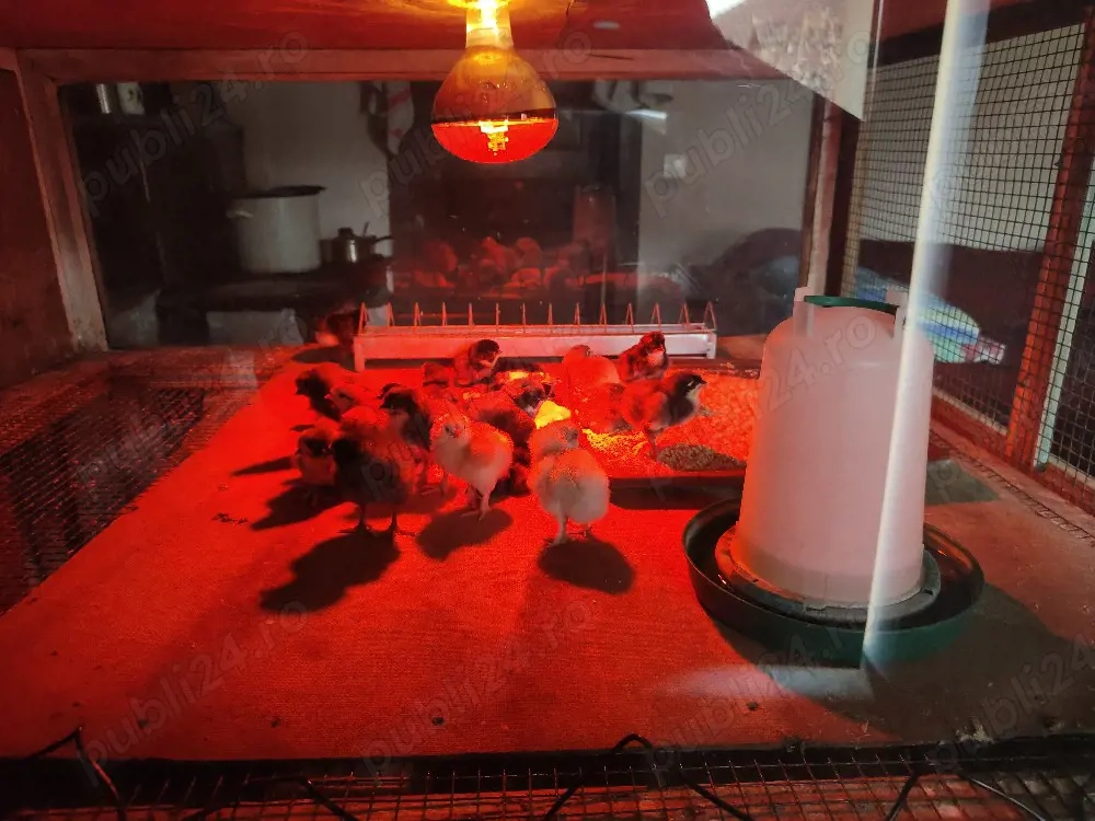 ouă de incubat de la găini moțate si cu ouă albastru verzui.