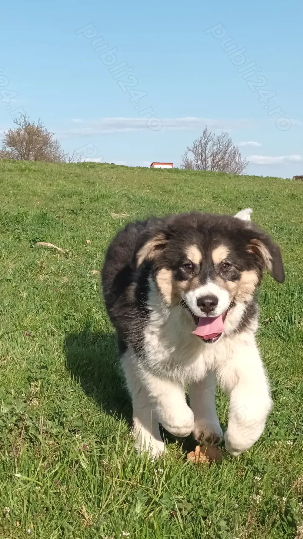 Cățea de asia centrală 