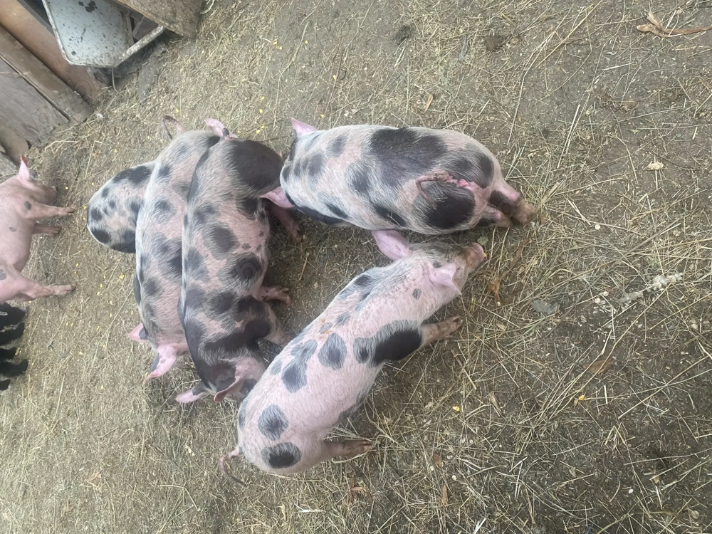 Vand baloti 10 saptamani 