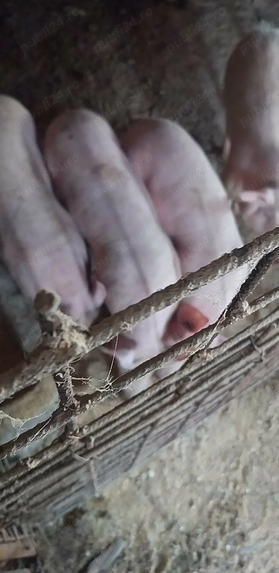 Porci de vanzare talie mare