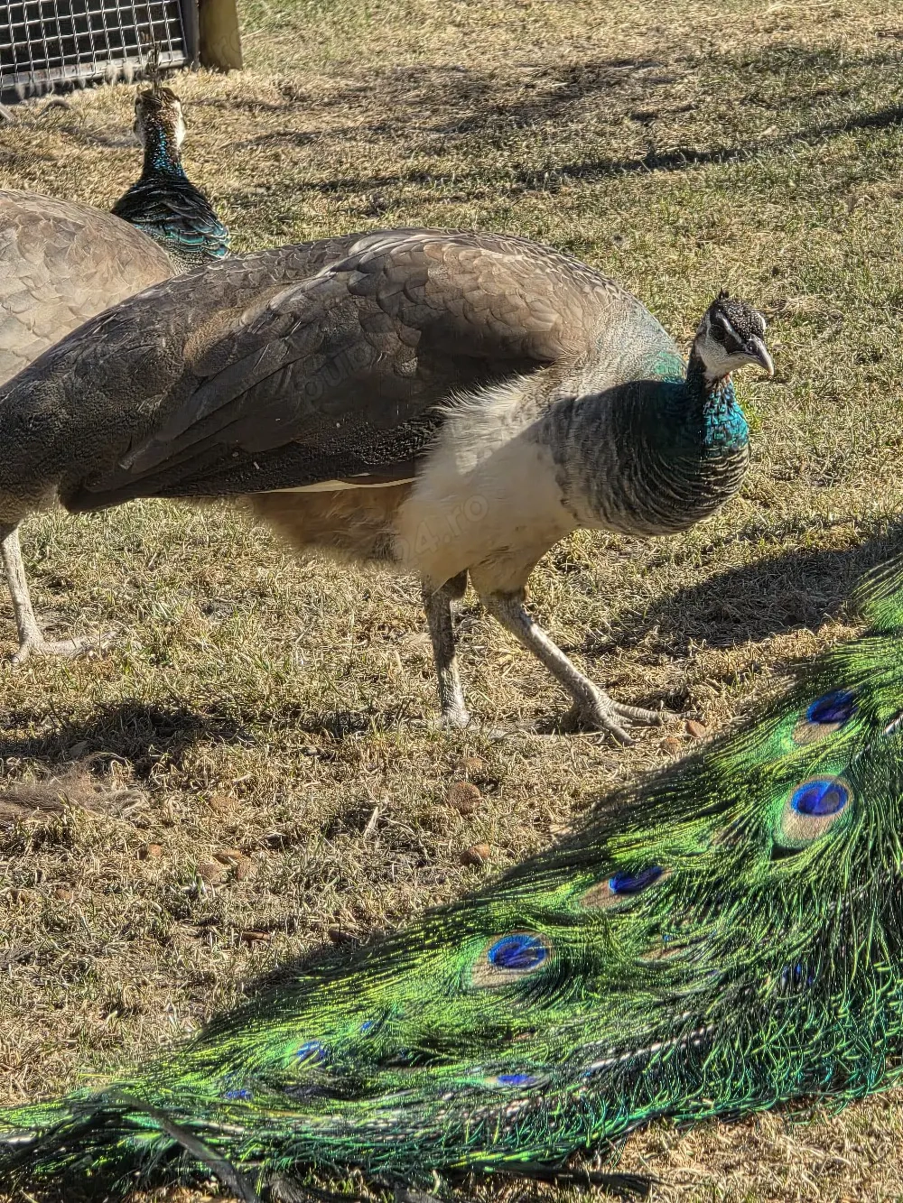 Pereche pauni tineri