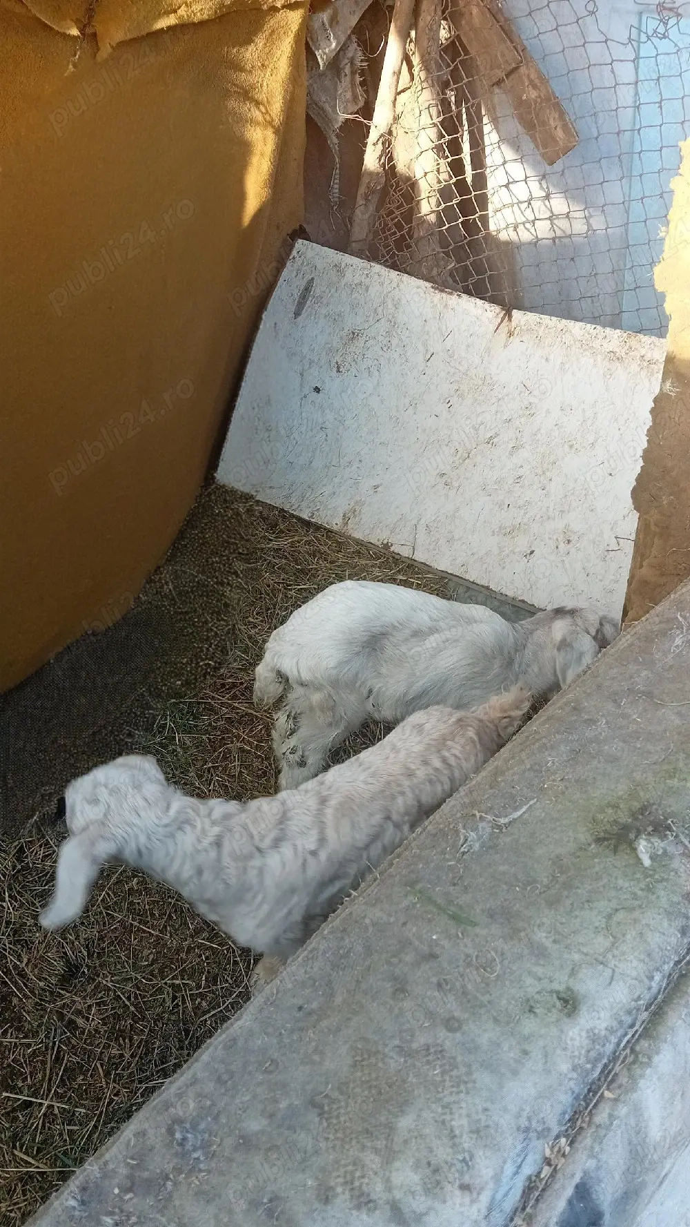 de vânzare iesi 25lei