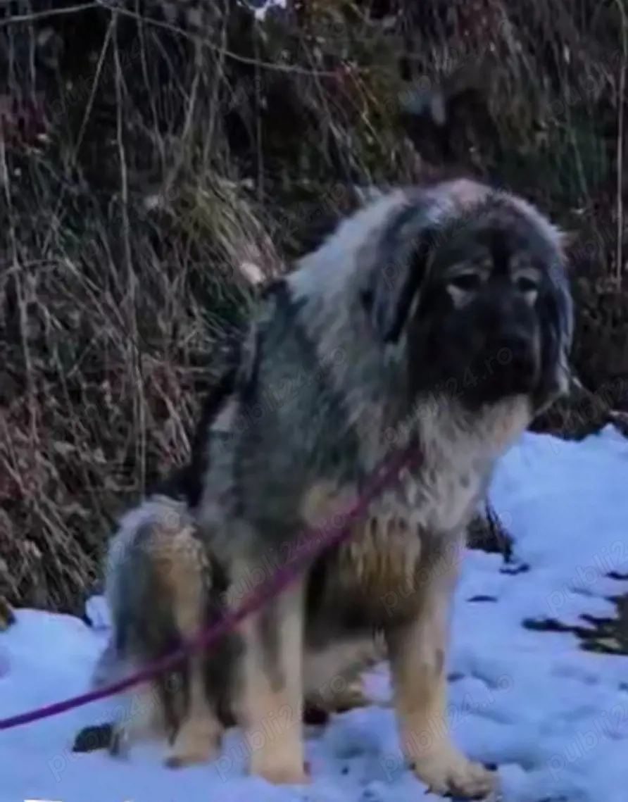 Disponibila femela de caucazian  