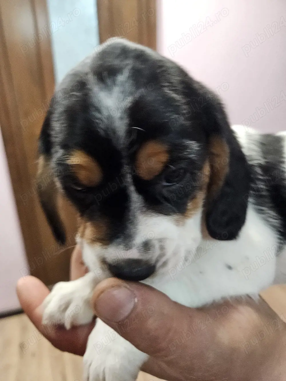 Disponibile 2 fetite