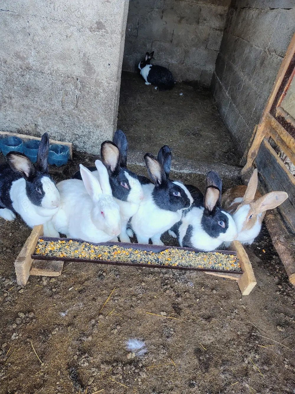 Hycole francez, Uriaș German, Uriaș de Transilvania 