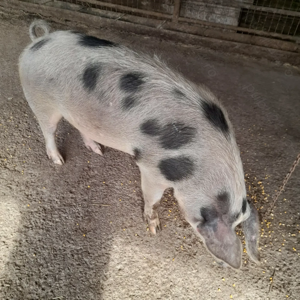 Porci de vanzare 