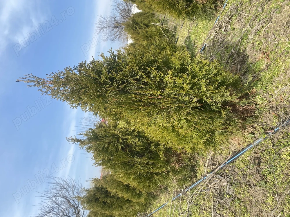  Vând tuia smaragd 25 lei 90-110 cm ! 