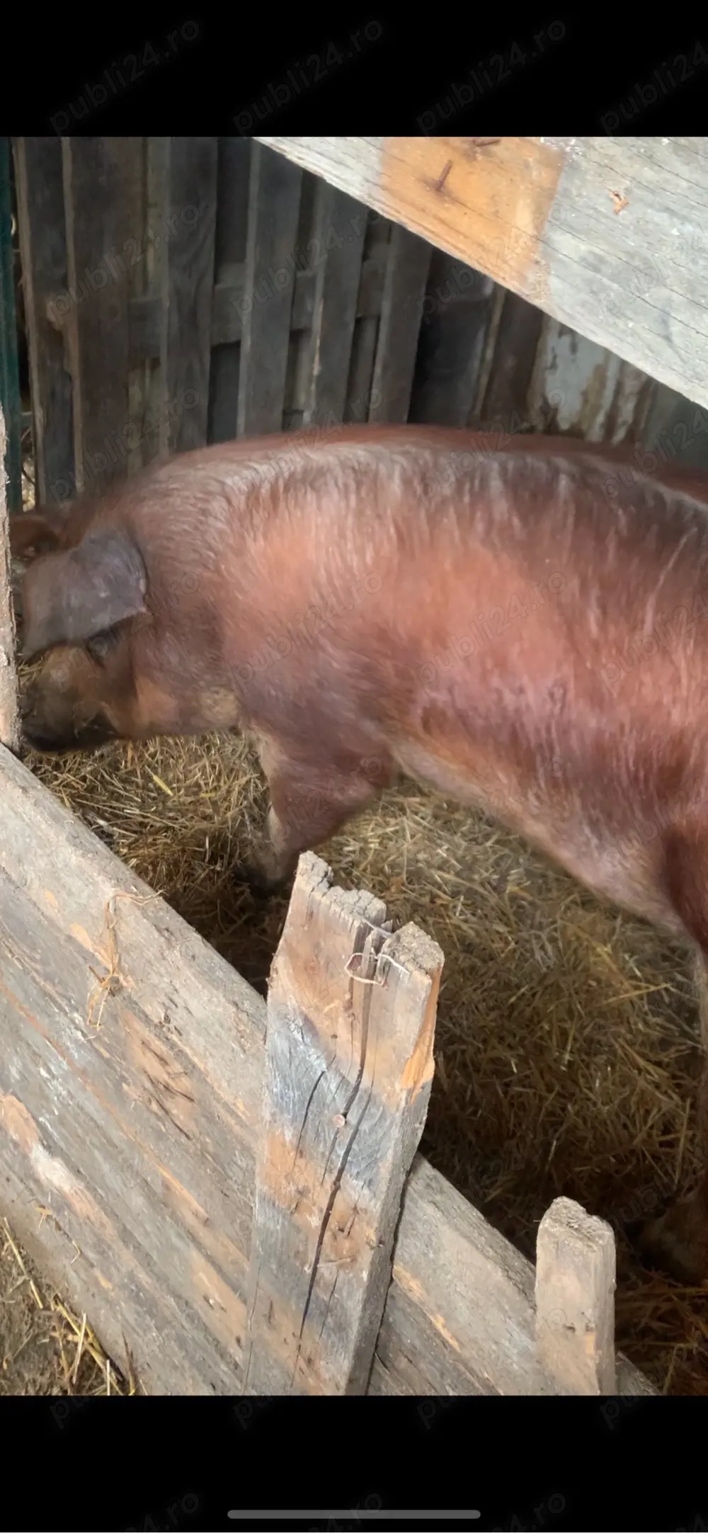 Scroafă Duroc montata cu duroc 
