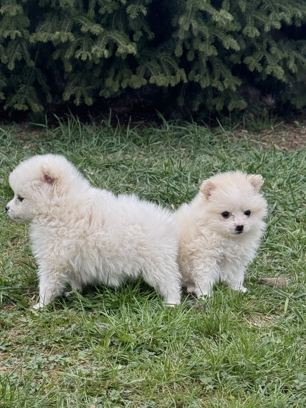 Pui pomeranian spitz 