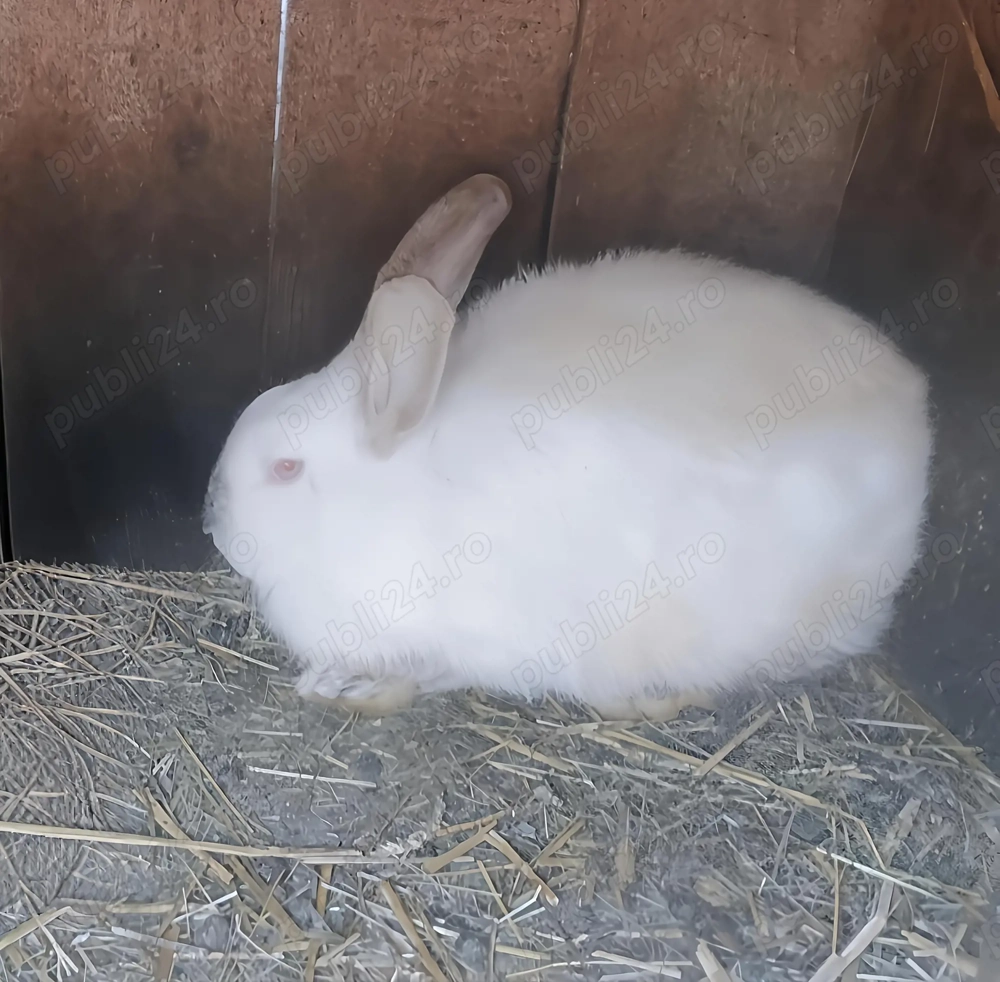 Vând iepuri (rasă mixtă)