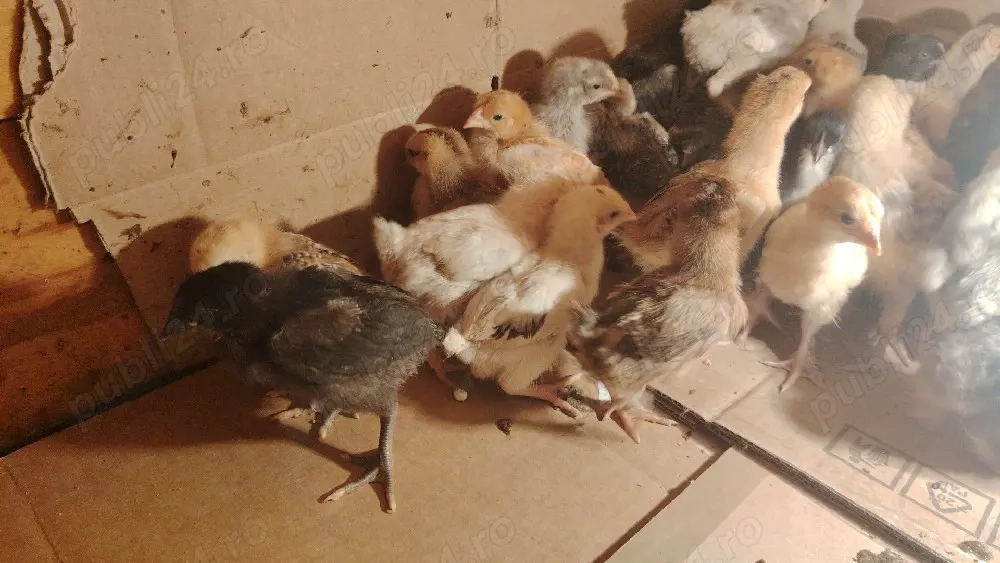 Puisori de tara crescuti natural 