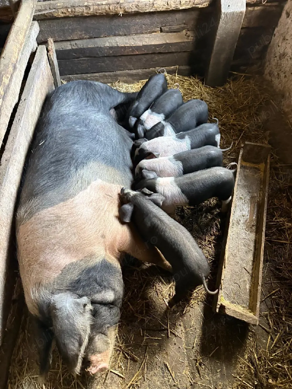 vând scroafă fatata 