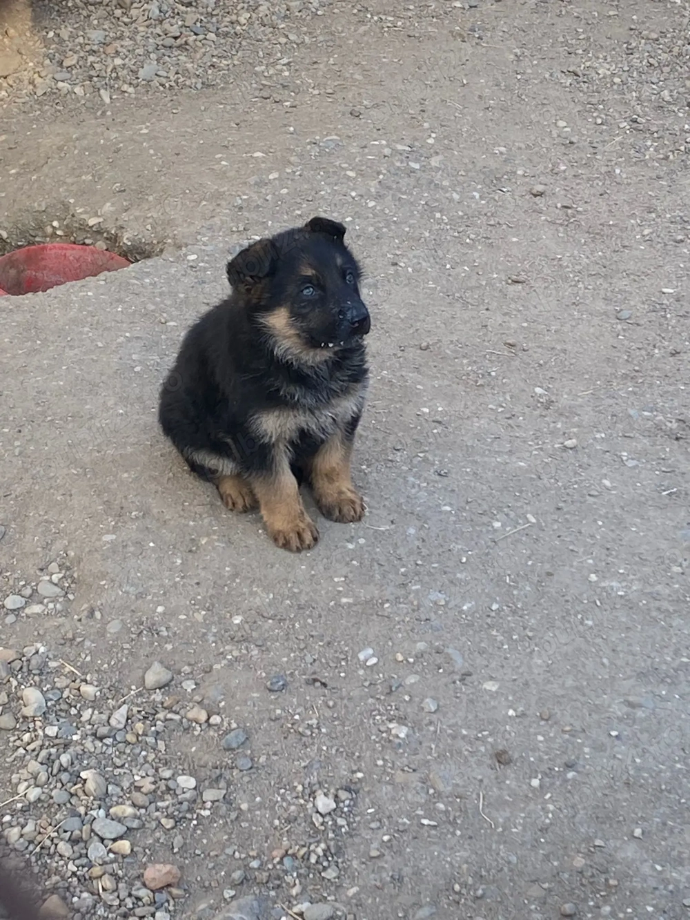 Pui ciobanesc german