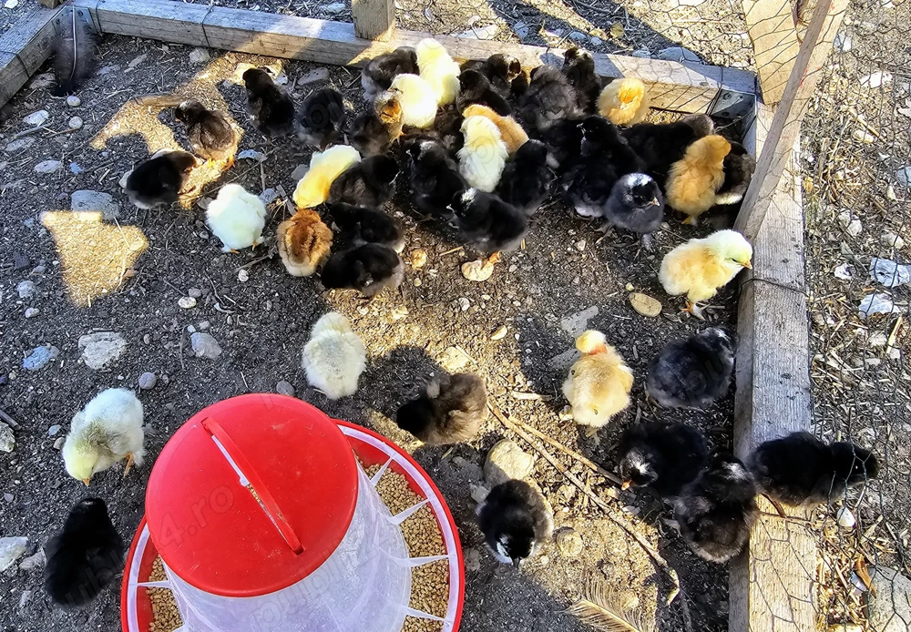 Pui de gaina romanesti de tara - 2-3 zile