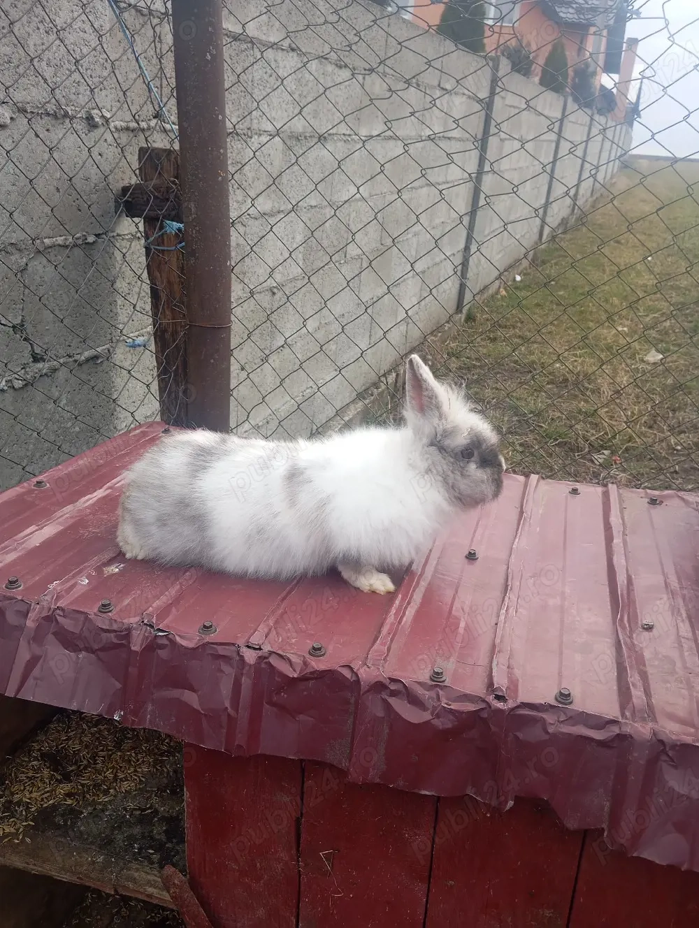 o femelă cap de leu are cineva 