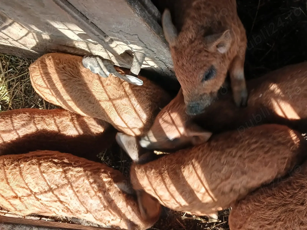 Scroafa cu purcei mangalita