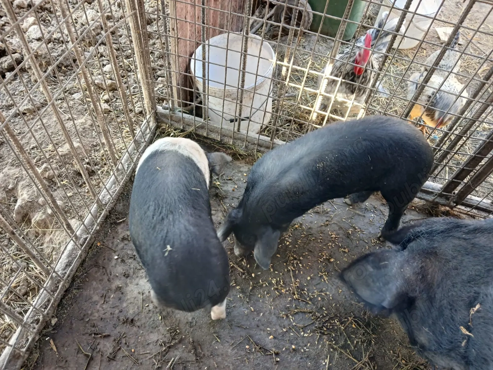 Vand purcei bazna 8 saptamani