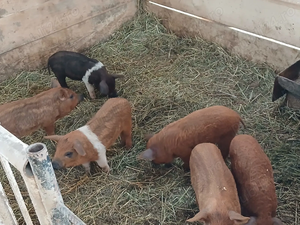 Purcei bazna cu mangalita