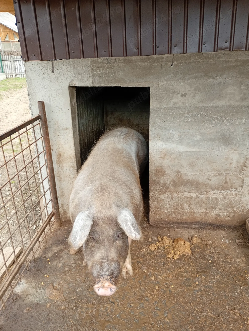 Vând purcea mai multe detalii la telefon 