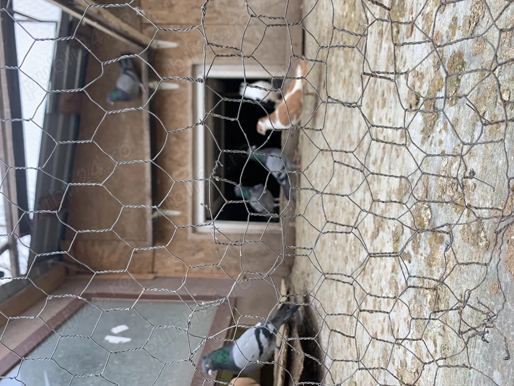 Vând porumbei zburători de Belgrad 