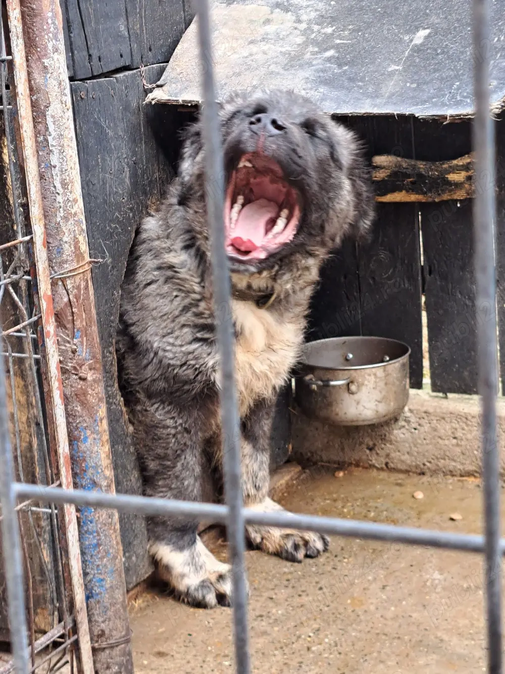 ciobanesc de bucovina