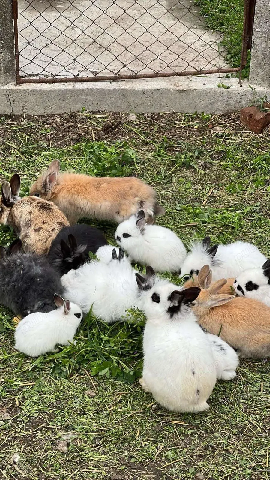 De vânzare iepurași pitici 