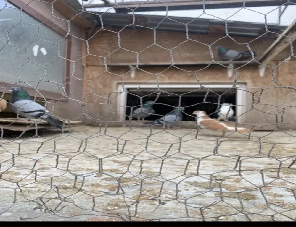 oferta speciala !!! vand porumbei de Belgrad Originali 