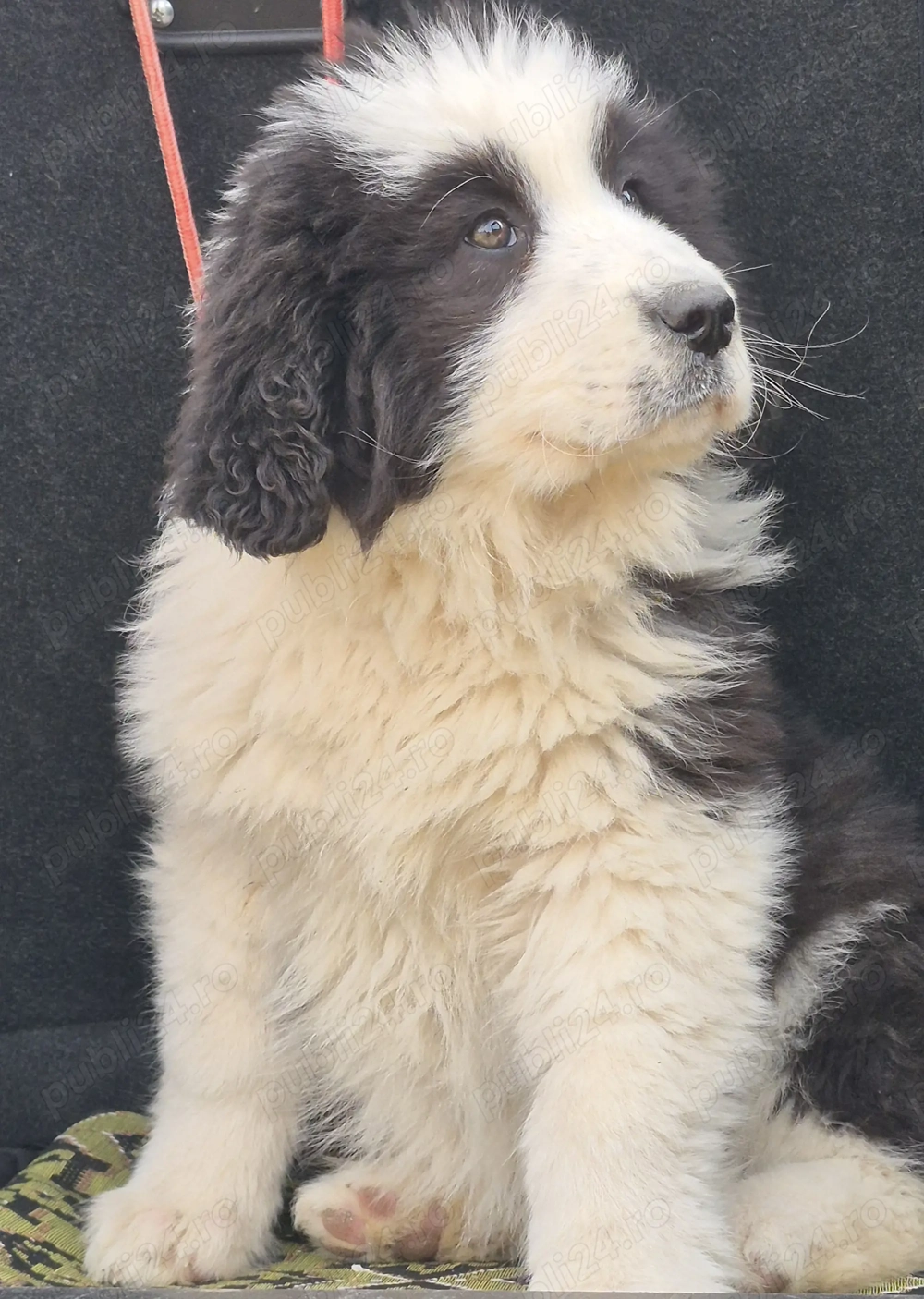 Femelă ciobanesc de bucovina 