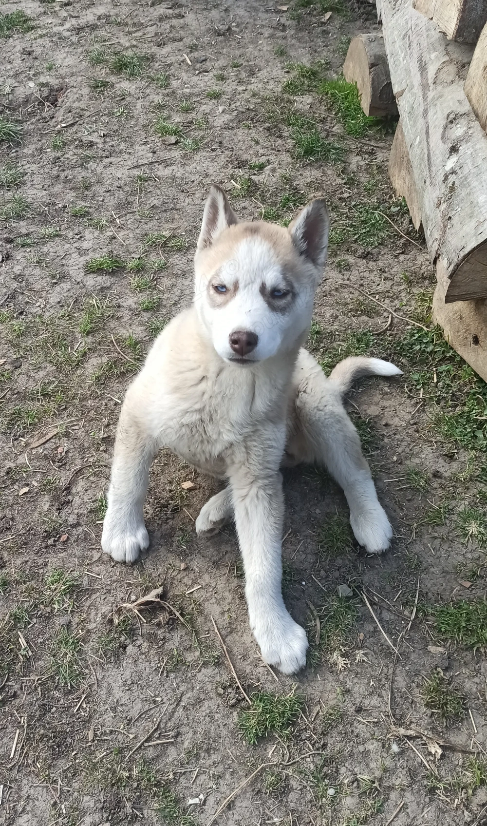 Catelusa Husky Siberian 