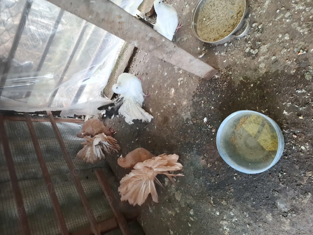 Vand porumbei voltati cu coada foarte bogata 