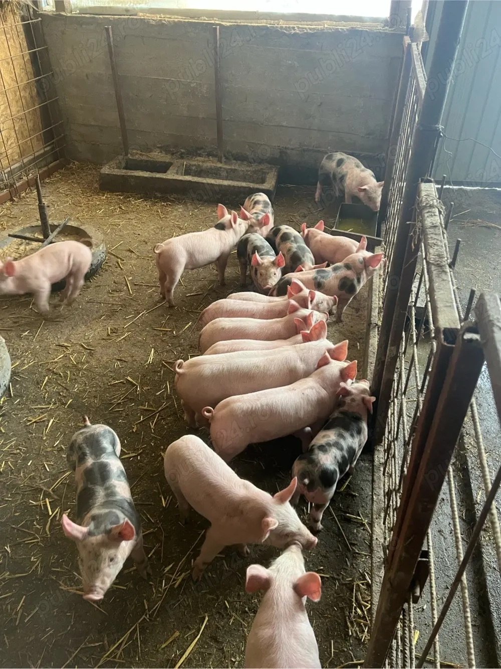 vind purcei intarcati 6 saptamini 