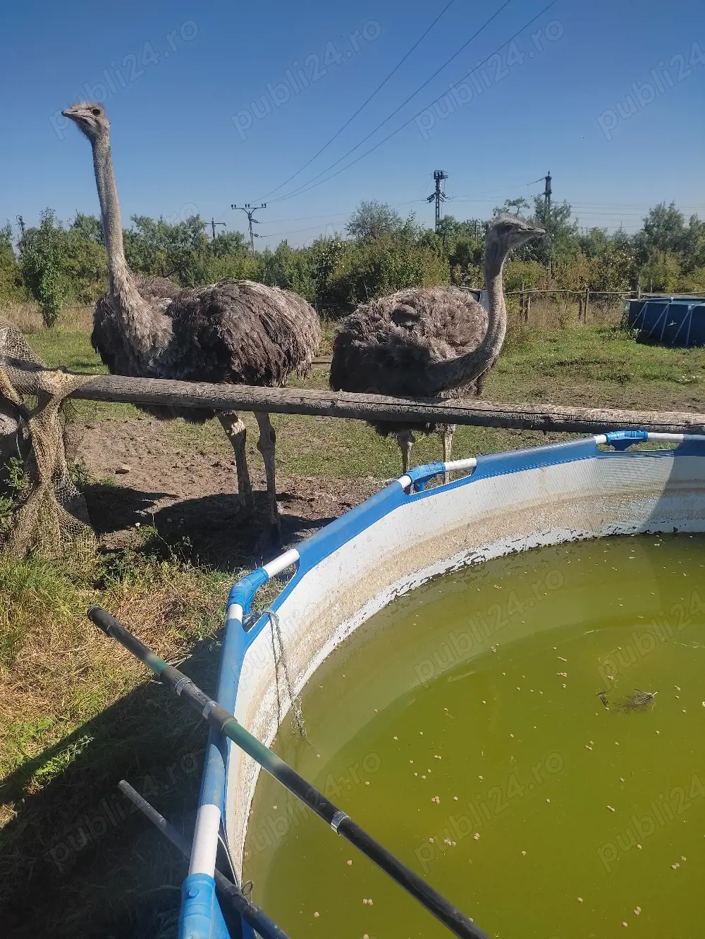 Două femeie struț african virsta 2, 5 ani 