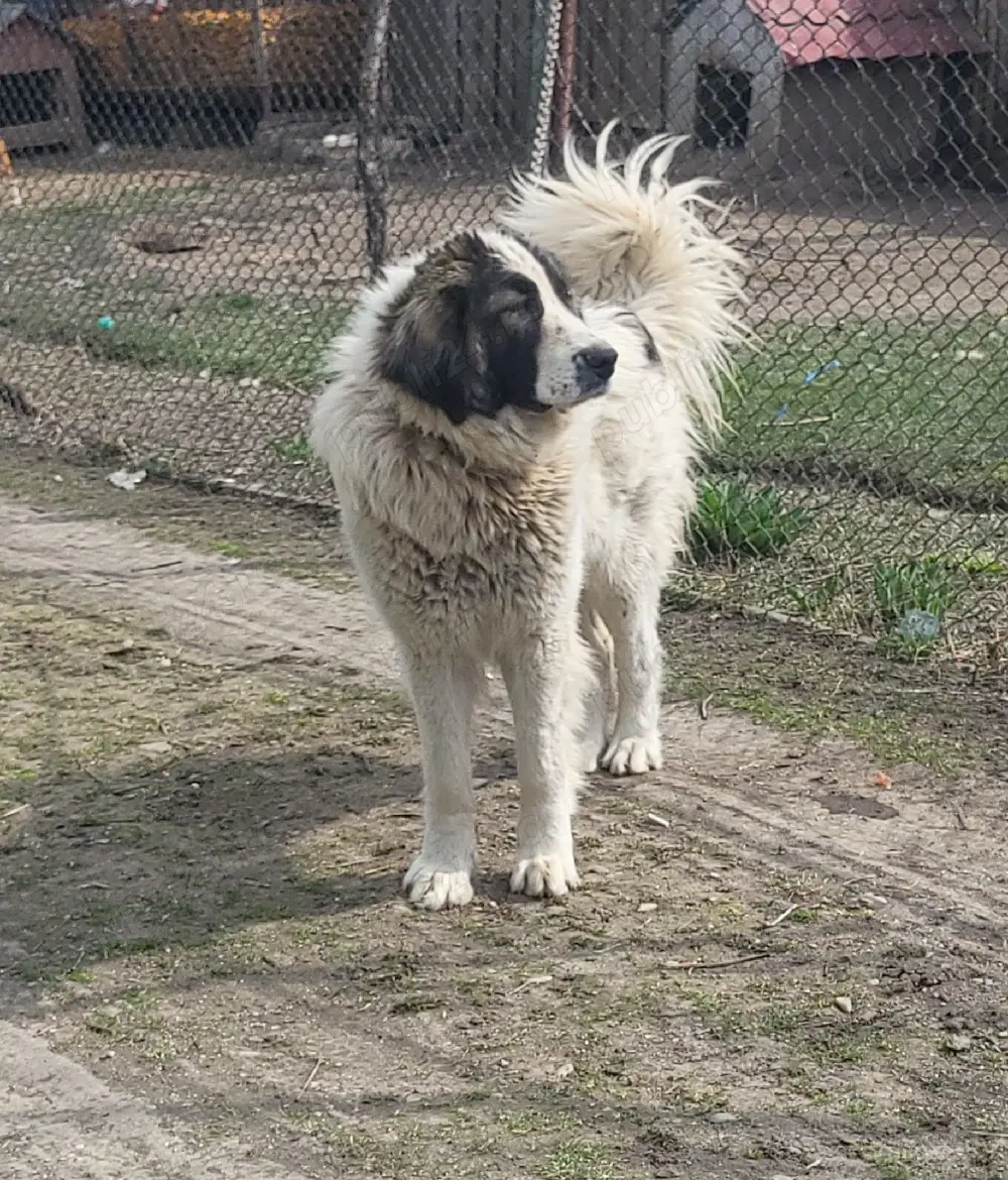 femelă ciobănesc de Bucovina 