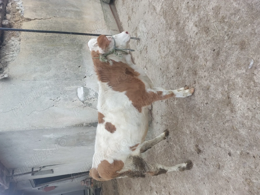 De vanzare vitea baltata romaneasca