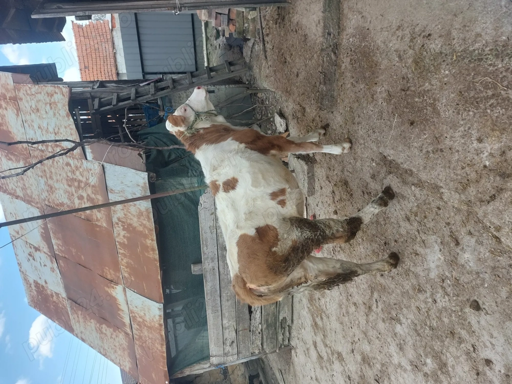 De vanzare vitia baltata