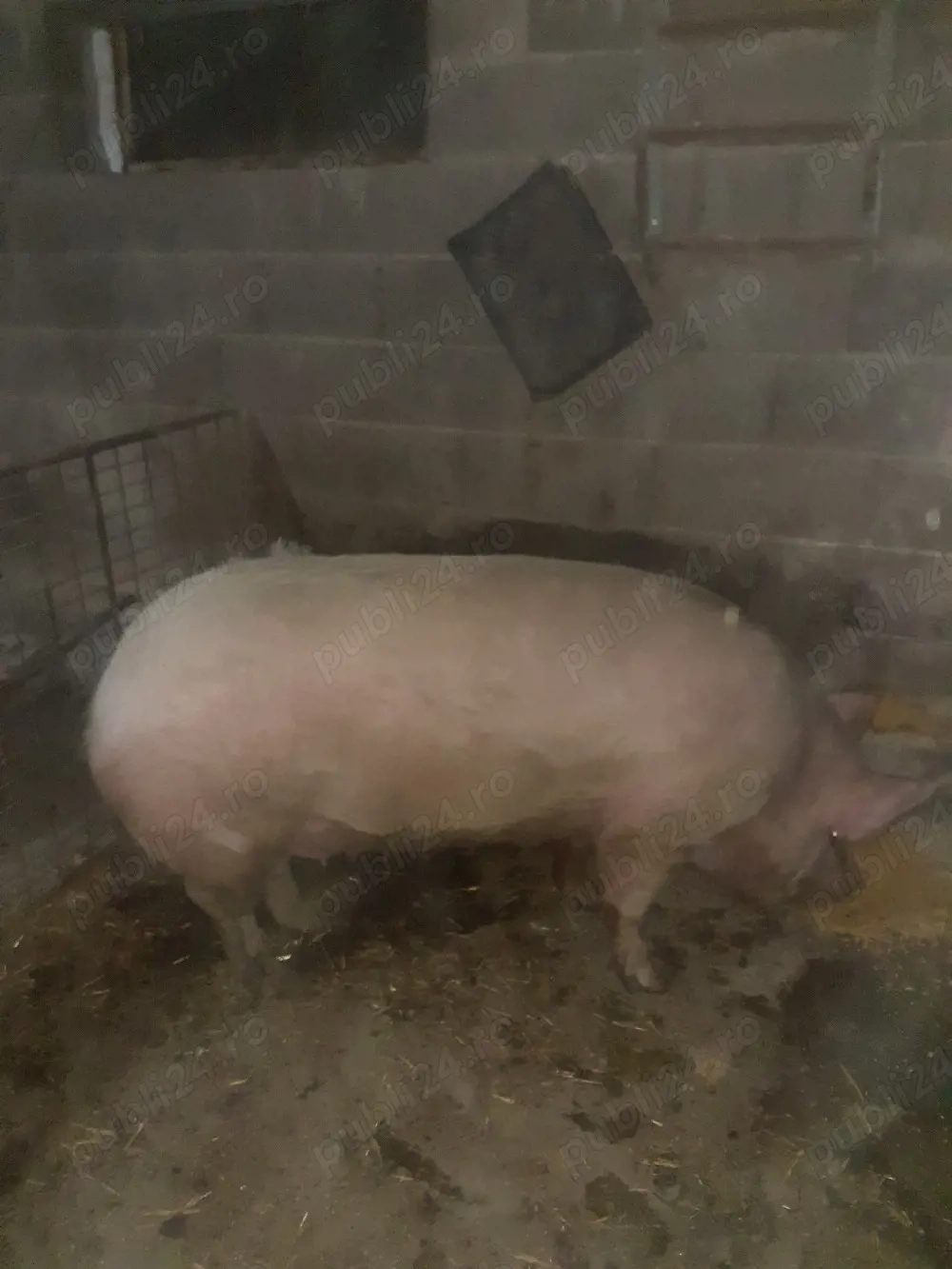 Vand scroafa tânăra 