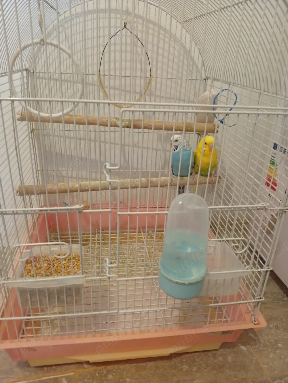 Vând papagali peruși 