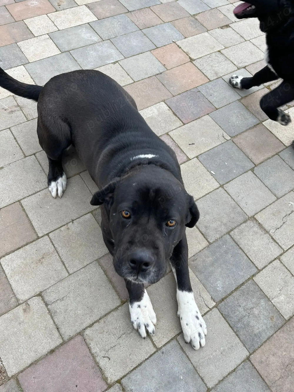 vând câini pui asia centrală